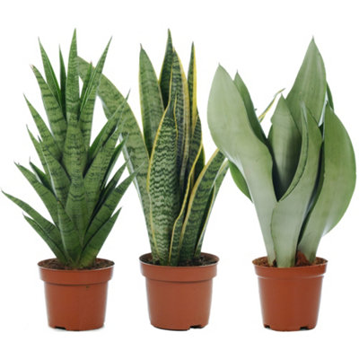 Sansevieria Plant Collection (3 Plants) - Stunning Mix of Indoor Snake Plants for Home Office, Low Maintenance (30-40cm)