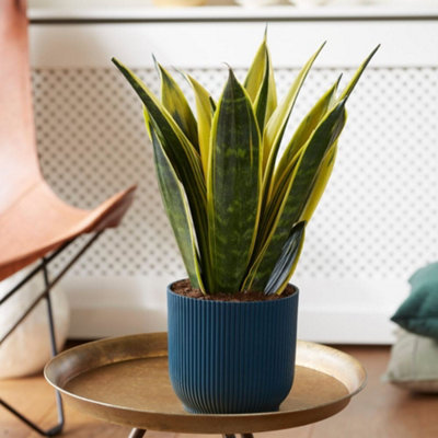 Sansevieria Snake Plant - Mother in Laws Tongue Plant - 20-30cm in Height - 3