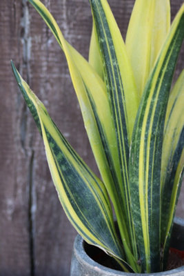Sansevieria Snake Plant - Mother in Laws Tongue Plant - 20-30cm in Height - 4