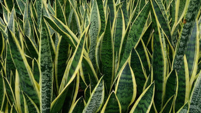 Sansevieria Snake Plant - Mother in Laws Tongue Plant - 20-30cm in Height - 5