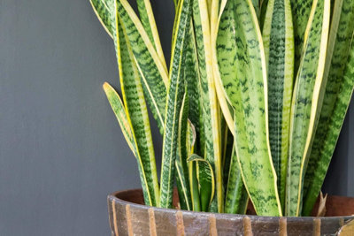 Sansevieria Snake Plant - Mother in Laws Tongue Plant - 20-30cm in Height - 6