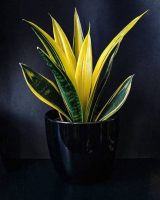 Sansevieria Snake Plant - Mother in Laws Tongue Plant - 20-30cm in Height - 7