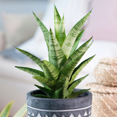 Sansevieria Tough Lady - Sturdy Indoor Snake Plant, Evergreen Foliage, Low Maintenance, Compact Size (30-40cm)