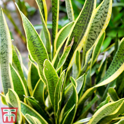 Sansevieria trifasciata var. laurentii - Snake Houseplant  x 1 (12cm Pot)