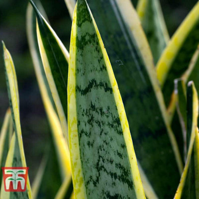 Baby Snake Plant Sansevieria Golden Hahnii Small Indoor Gift Houseplant in Pot | UK