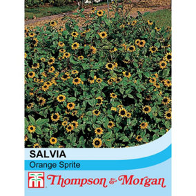 Sanvitalia Procumbens Orange Sprite 1 Packet (30 Seeds)