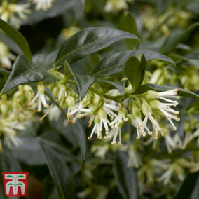 Sarcococca Confusa 3 Litre Potted Plant x 1