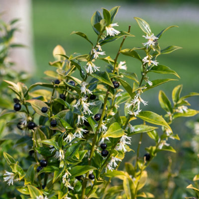 Sarcococca confusa Sweet Box Evergreen Outdoor Shrub Hardy Garden Plant ...