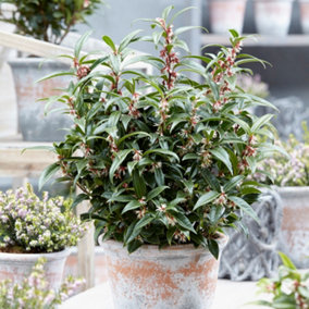Sarcococca hookeriana 'Winter Gem' plant in 15cm pot hardy Evergreen