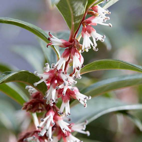 Sarcococca Hookeriana 'Winter Gem' Plant in a 4.6L Pot - Evergreen Christmas Sweetbox Plant