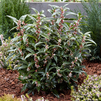 Sarcococca Hookeriana 'Winter Gem' Plant in a 4.6L Pot - Evergreen Christmas Sweetbox Plant - 3