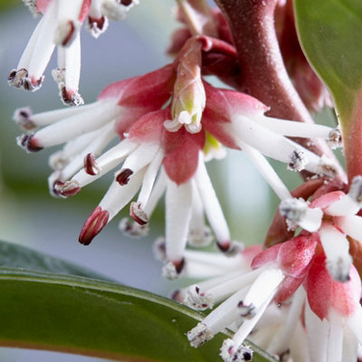 Sarcococca Hookeriana 'Winter Gem' Plant in a 4.6L Pot - Evergreen Christmas Sweetbox Plant - 4