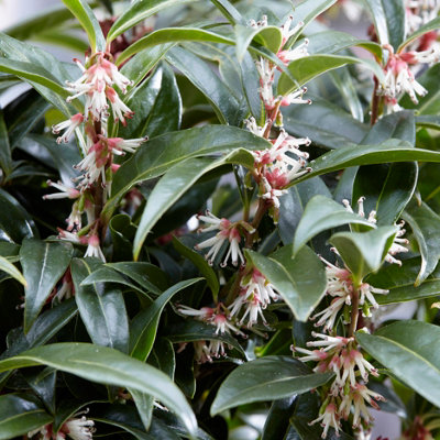 Sarcococca Hookeriana 'Winter Gem' Plant in a 4.6L Pot - Evergreen Christmas Sweetbox Plant - 5