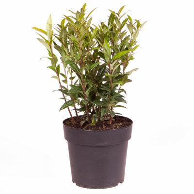 Sarcococca Hookeriana 'Winter Gem' Plant in a 4.6L Pot - Evergreen Christmas Sweetbox Plant - 6
