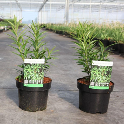 Sarcococca saligna 3 Litre Potted Plant x 1