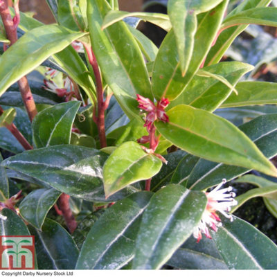 sarcococca-winter-gem-3-litre-potted-plant-x-2