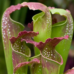 Sarracenia Smoorii - Houseplant with Fly Trap Traits, Evergreen Pitcher Plant, Low Maintenance (20-30cm Height Including Pot)