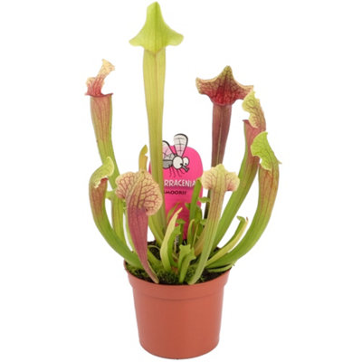 Sarracenia Smoorii Sarracénie À Trompette Pour La Maison Ou Le Bureau 20 30cm Avec Pot Gardenersdream 66bb8a4cc36652d6ce05ed62
