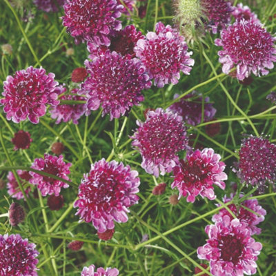Scabiosa Beaujolais Bonnets Seeds - Hardy Perennial Pincushion Burgundy ...