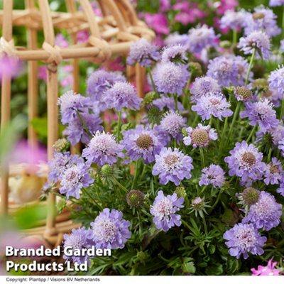 Scabiosa Blue Eyes 9cm Potted Plant x 1
