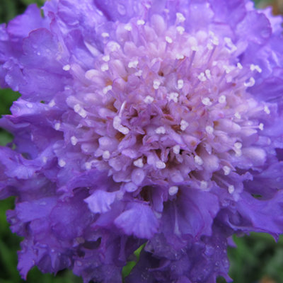 Scabiosa 'Butterfly Blue' - Perennial Attractor for Butterflies (3L, 30 ...
