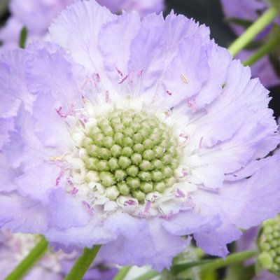 Scabious caucasica Lavender Blue Pincushion Hardy Perennial for Sun ...