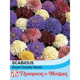 Scabious Dwarf Double Mixed 1 Packet (70 Seeds)