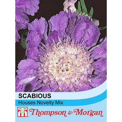 Scabious Houses Novelty Mixed 1 Packet (25 Seeds)