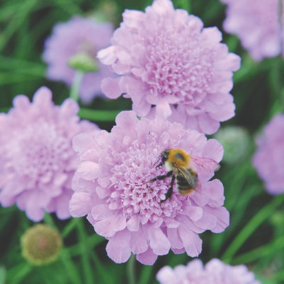 Scabious Kudos Pink 9cm Potted Plant x 3