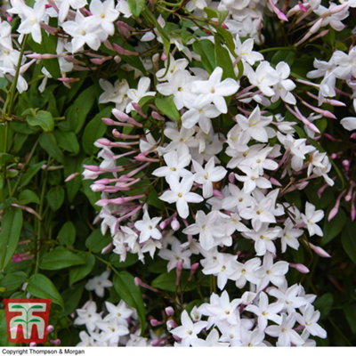Scented Jasmine - Jasminum (Jasmine) polyanthum Starry Starry Night 9cm Potted Plant x 1