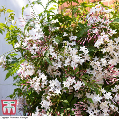 Scented Jasmine - Jasminum (Jasmine) polyanthum Starry Starry Night 9cm Potted Plant x 1