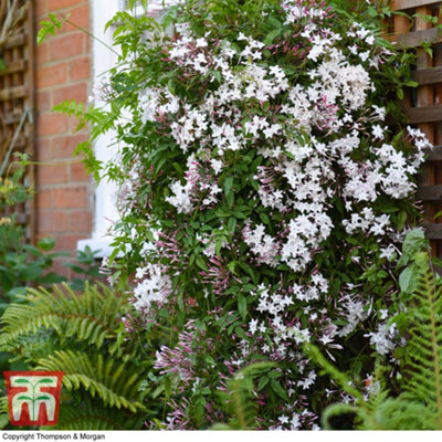 Scented Jasmine - Jasminum (Jasmine) polyanthum Starry Starry Night 9cm Potted Plant x 1
