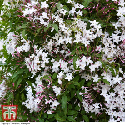 Scented Jasmine - Jasminum (Jasmine) polyanthum Starry Starry Night 9cm Potted Plant x 1