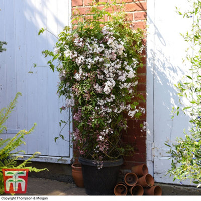 Scented Jasmine - Jasminum (Jasmine) polyanthum Starry Starry Night 9cm Potted Plant x 1