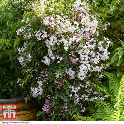 Scented Jasmine - Jasminum (Jasmine) polyanthum Starry Starry Night 9cm Potted Plant x 1