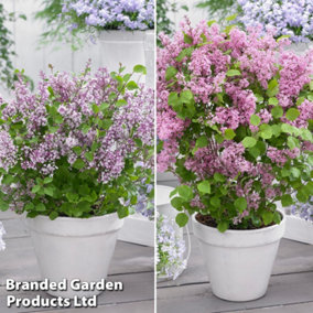 Scented Lilac Syringa Meyeri Flowerfesta Duo Collection - 4 Plants