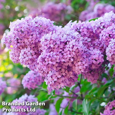 Scented Lilac - Syringa vulgaris 9cm Potted Plant x 2