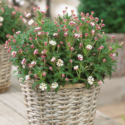 Phlox ovata ボタニカルアート Phlox ovata ボタニカルアート