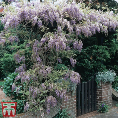 Scented Wisteria Sinensis - 9cm Potted Plant x 1