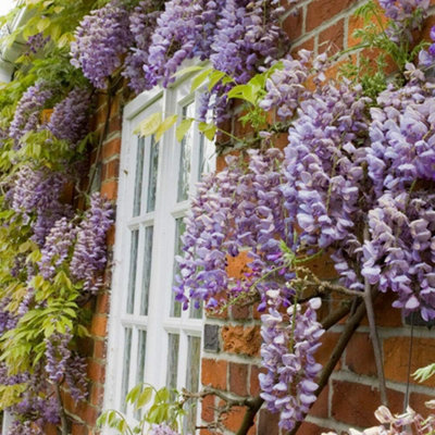 Scented Wisteria Sinensis - 9cm Potted Plant x 3
