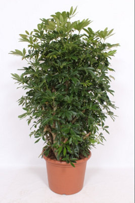 Schef Ar Compacta , 45cm Pot Size , 160cm Tall , Umbrella , Indoor Houseplant