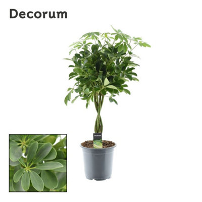 Schef Ar Compacta Stam , 21cm Pot Size , 75cm Tall , Dwarf schefflera , Indoor Houseplant