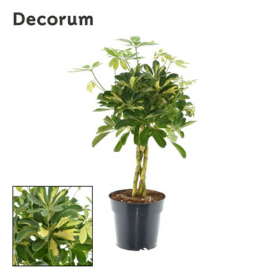 Schef Ar Gold Capella Stam , 17cm Pot Size , 55cm Tall , Schefflera , Indoor Houseplant