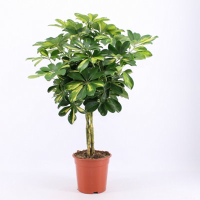 Schef Ar Gold Capella Stam , 19cm Pot Size , 75cm Tall , Schefflera , Indoor Houseplant