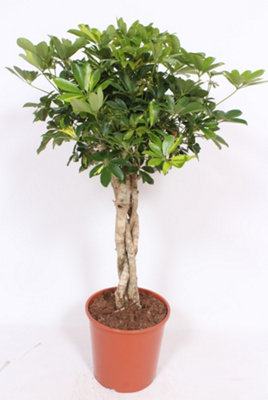 Schef Ar Gold Capella Stam , 30cm Pot Size , 130cm Tall , Schefflera , Indoor Houseplant