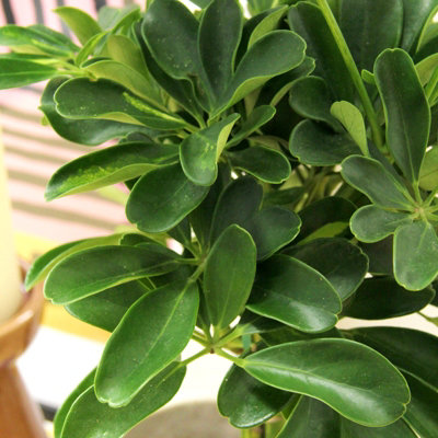 Schefflera Arboricola Gold Capella Plant in 14cm Pot - Fast Growing ...