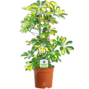 Schefflera Gerda - Variegated Umbrella Tree, Air-purifying Indoor Home Office Plant, Easy Care Houseplant (35-45cm)