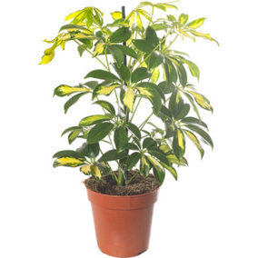 Schefflera Gold Capella - Indoor House Plant for Home Office, Kitchen, Living Room - Potted Houseplant (40-50cm)