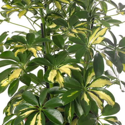 Schefflera Gold Capella - Indoor House Plant for Home Office, Kitchen ...