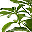 Schefflera Nora - Dwarf Umbrella Tree Indoor Plant, Evergreen Home Office Plant, Easy Care (40-50cm Height Including Pot)